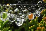 Raindrop Lens on a Web, Sonoma County, OESD01_053