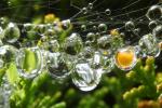 Raindrops hanging from a Web, Sonoma County, OESD01_054