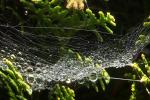 Lines of Raindrops hanging from a Web, Sonoma County, OESD01_055