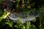 Raindrops on a Web, Sonoma County, OESD01_056