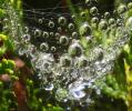 Raindrops on a Web, Sonoma County, OESD01_057