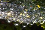 Raindrops on a Web, Sonoma County, OESD01_058