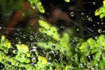 Raindrops on a Web, Sonoma County