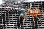 Spider Eating a Fly, OESD01_070