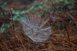 Spider and Dew Drops, Sonoma County, California, OESD01_097
