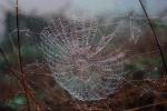 Spider and Dew Drops, Sonoma County, California, OESD01_098
