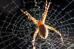 Spider and Dew Drops, Sonoma County, California, OESD01_099