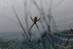 Spider and Dew Drops, Sonoma County, California, OESD01_100