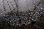 Spider and Dew Drops, Sonoma County, California, OESD01_101