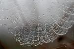 Spider and Dew Drops, Sonoma County, California, OESD01_102