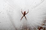 Spider and Dew Drops, Sonoma County, California, OESD01_103