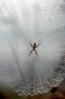 Spider and Dew Drops, Sonoma County, California, OESD01_104