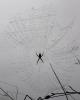 Spider and Dew Drops, Sonoma County, California, OESD01_105