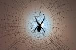Spider and Dew Drops, Sonoma County, California, OESD01_106