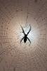 Spider and Dew Drops, Sonoma County, California, OESD01_107