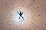Spider and Dew Drops, Sonoma County, California, OESD01_108