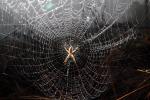 Spider and Dew Drops, Sonoma County, California, OESD01_109