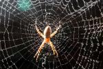 Spider and Dew Drops, Sonoma County, California, OESD01_110