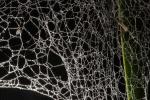 Spider and Dew Drops, Sonoma County, California, OESD01_111