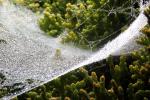 Dew Drops, Sonoma County, California
