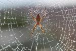 Spider and Dew Drops, Sonoma County, California, OESD01_116