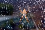 Spider and Dew Drops, Sonoma County, California, OESD01_117