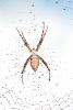 Spider and Dew Drops, Sonoma County, California, OESD01_120