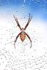 Spider and Dew Drops, Sonoma County, California, OESD01_121