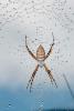 Spider and Dew Drops, Sonoma County, California, OESD01_123