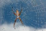 Spider and Dew Drops, Sonoma County, California, OESD01_124