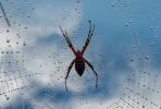 Spider and Dew Drops, Sonoma County, California, OESD01_125