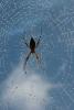 Spider and Dew Drops, Sonoma County, California, OESD01_126