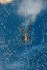 Spider and Dew Drops, Sonoma County, California, OESD01_127