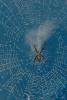 Spider and Dew Drops, Sonoma County, California, OESD01_128