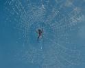 Spider and Dew Drops, Sonoma County, California, OESD01_129