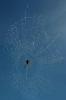 Spider and Dew Drops, Sonoma County, California, OESD01_130