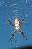 Spider and Dew Drops, Sonoma County, California, OESD01_132