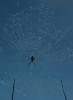 Spider and Dew Drops, Sonoma County, California, OESD01_133