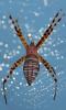 Spider and Dew Drops, Sonoma County, California, OESD01_138