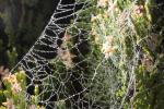 Pearly Dew Drops on a Spider Web, Pearls, OESD01_158