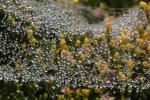 Pearly Dew Drops on a Spider Web, Pearls, OESD01_159