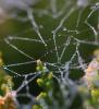 Pearly Dew Drops on a Spider Web, Pearls, OESD01_161