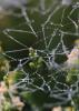 Pearly Dew Drops on a Spider Web, Pearls, OESD01_162