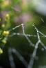 Pearly Dew Drops on a Spider Web, Pearls, OESD01_163
