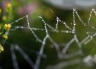 Pearly Dew Drops on a Spider Web, Pearls, OESD01_164