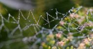 Pearly Dew Drops on a Spider Web, Pearls, Triangles, OESD01_165