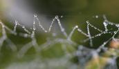 Pearly Dew Drops on a Spider Web, Pearls, OESD01_166