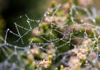 Pearly Dew Drops on a Spider Web, Pearls, OESD01_167