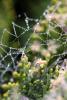 Pearly Dew Drops on a Spider Web, Pearls, OESD01_168