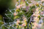 Pearly Dew Drops on a Spider Web, Pearls, OESD01_169